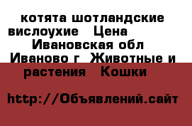  котята шотландские вислоухие › Цена ­ 2 000 - Ивановская обл., Иваново г. Животные и растения » Кошки   